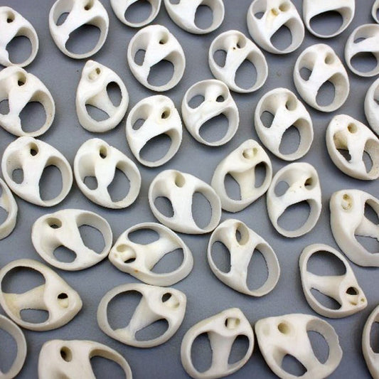 Polinices white centre cut