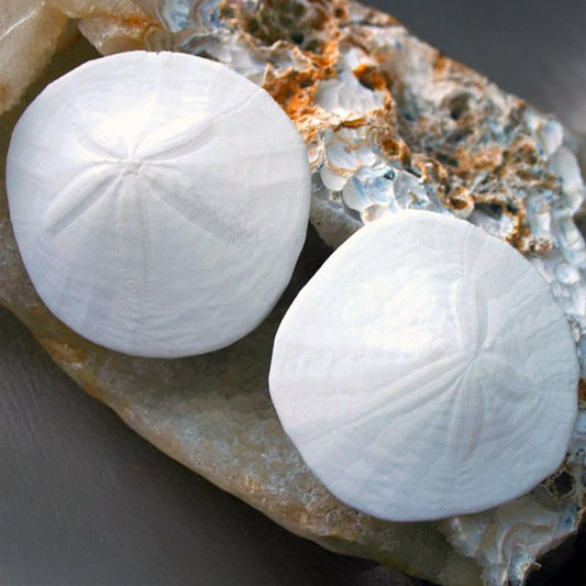 Sand dollar white Californian