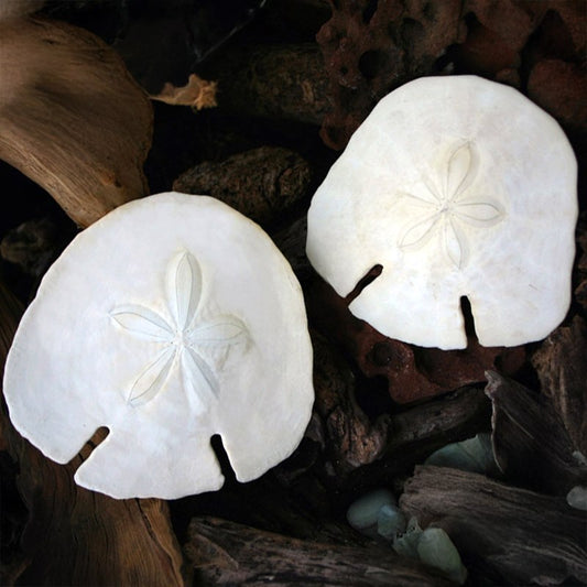 Sand dollar white fish shape