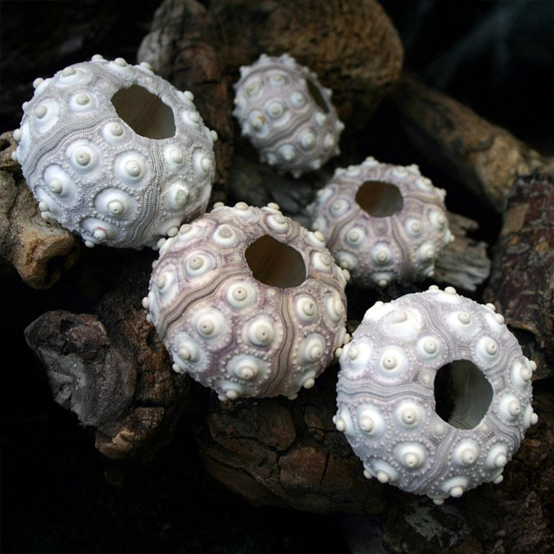 Sea urchin sputnik