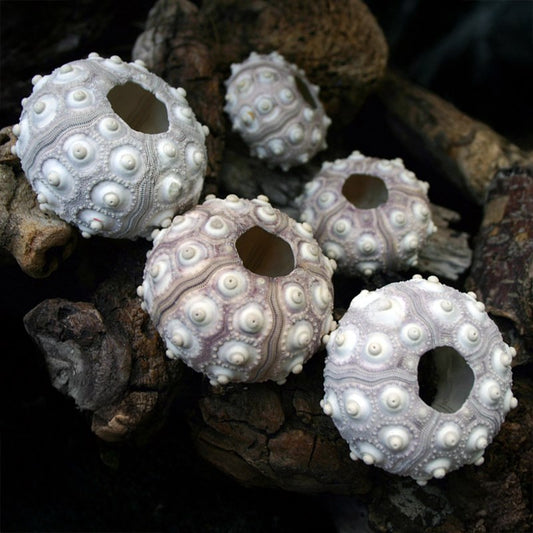 Sea urchin sputnik