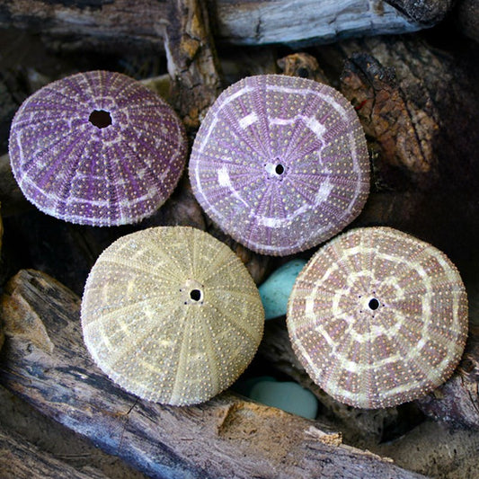 Sea urchin Alfonso