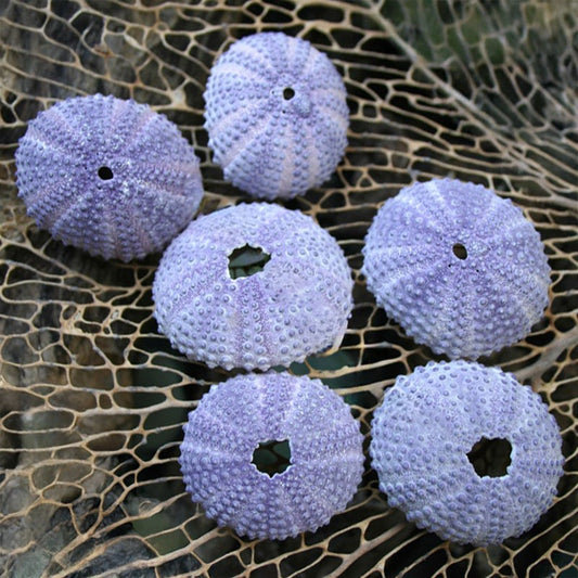 Sea urchin purple