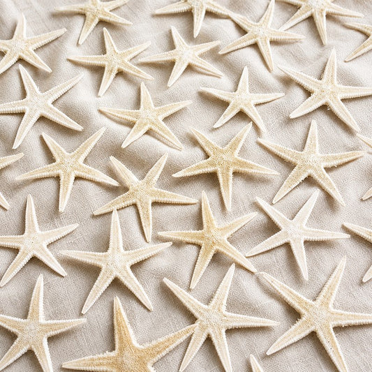 Starfish baby creamy white