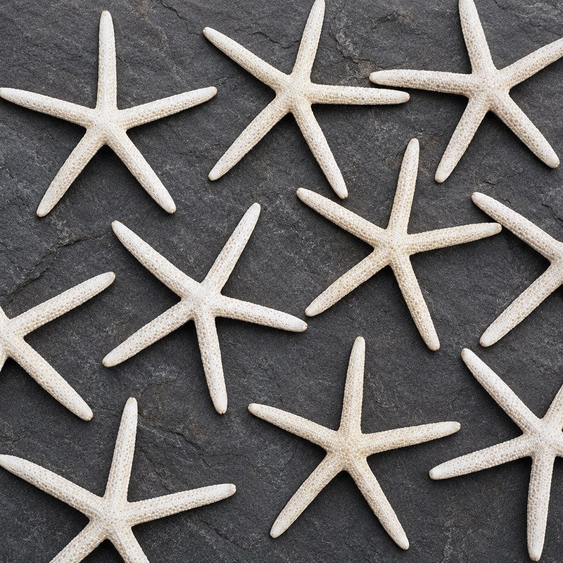 Starfish finger natural creamy white