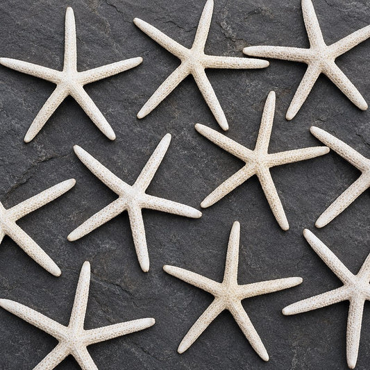 Starfish finger natural creamy white