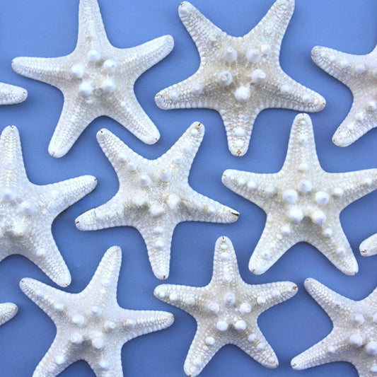 Starfish thorny creamy white