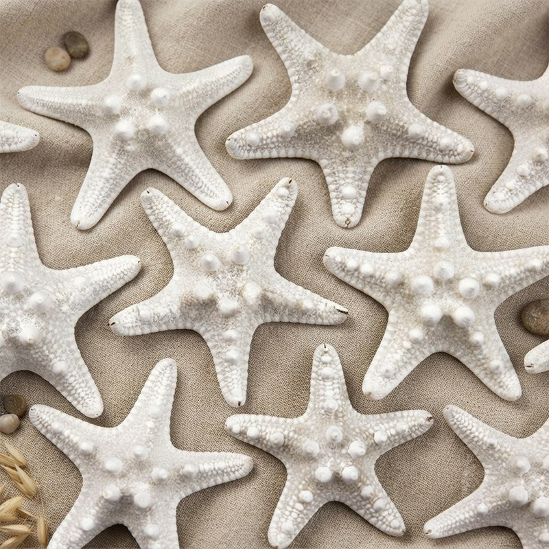 Starfish thorny creamy white