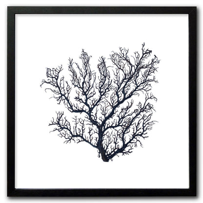 Frame black - no mat - thick black seafan on white