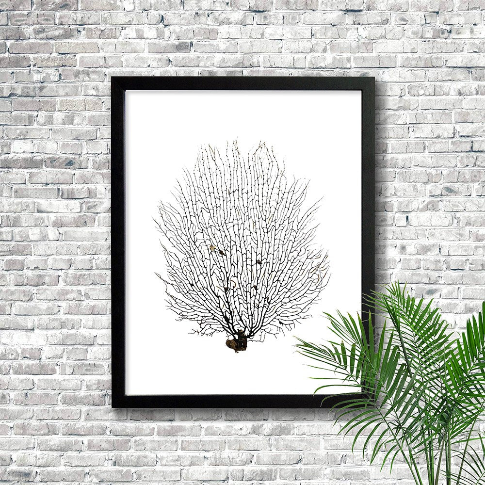 Frame black - no mat - seafan black on white
