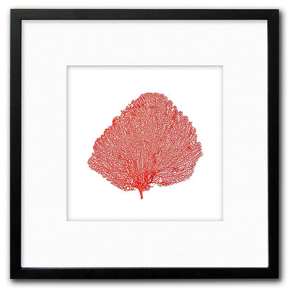 Frame black - white mat - red seafan on white