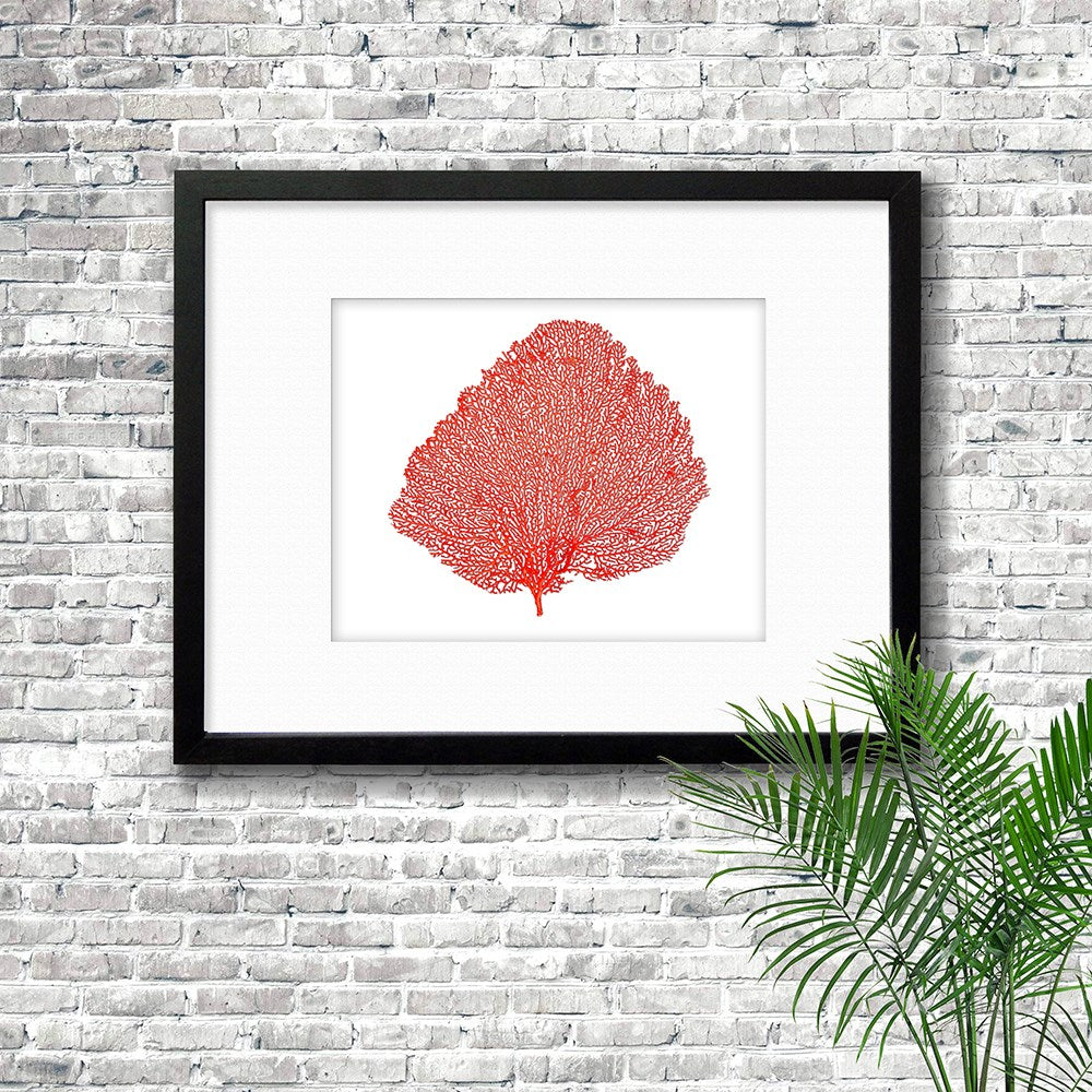 Frame black - white mat - red seafan on white