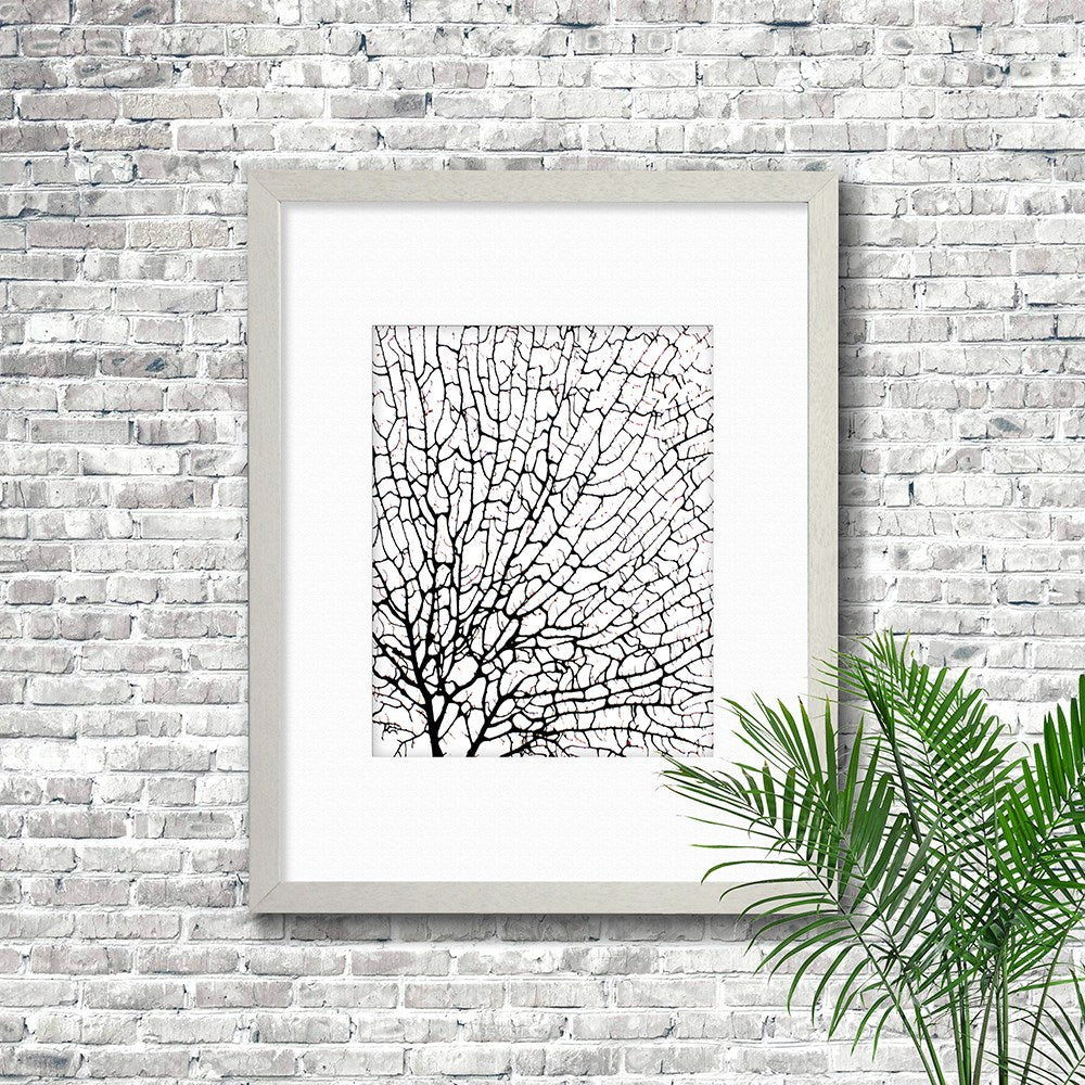 Frame white - white mat - black seafan on white filled