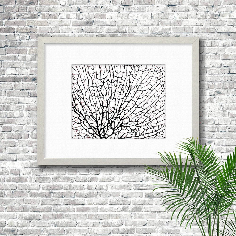 Frame white - white mat - black seafan on white filled