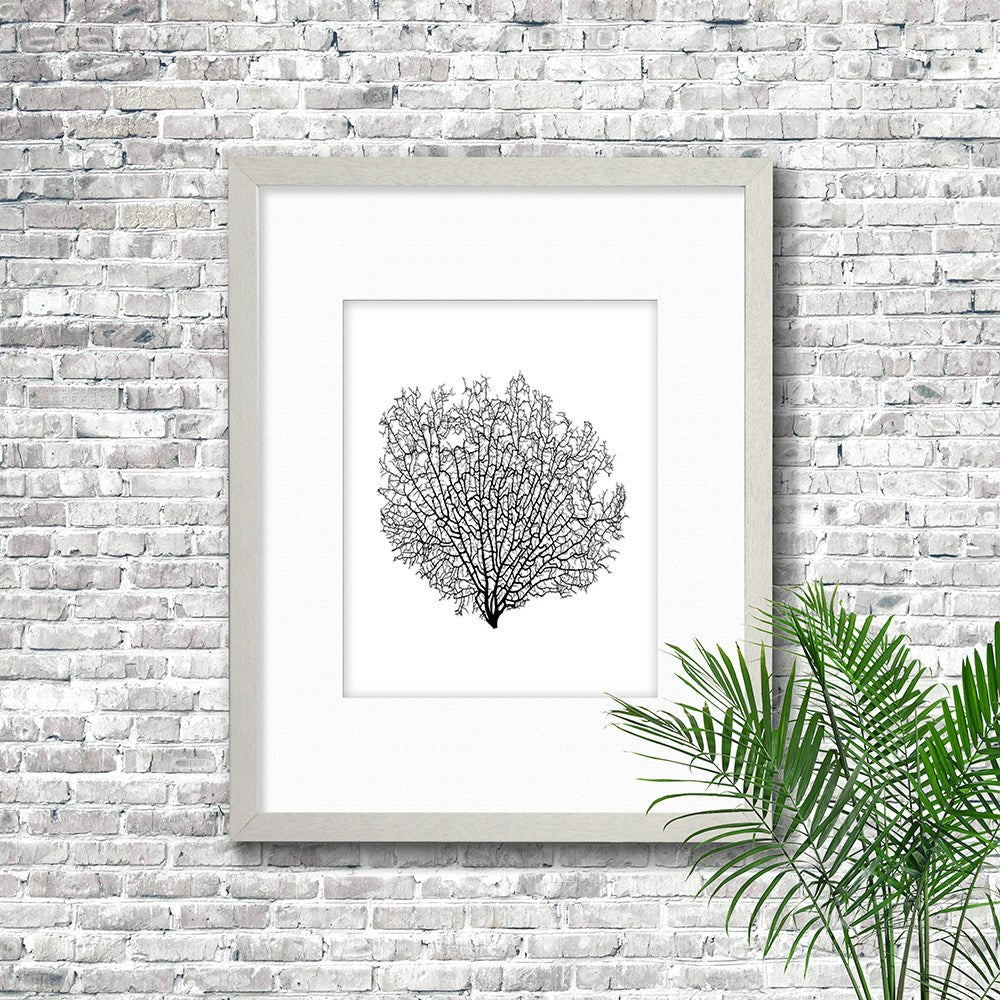 Frame white - white mat - black seafan on white