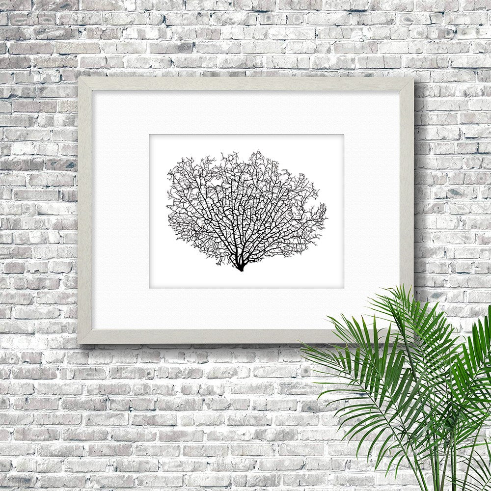 Frame white - white mat - black seafan on white