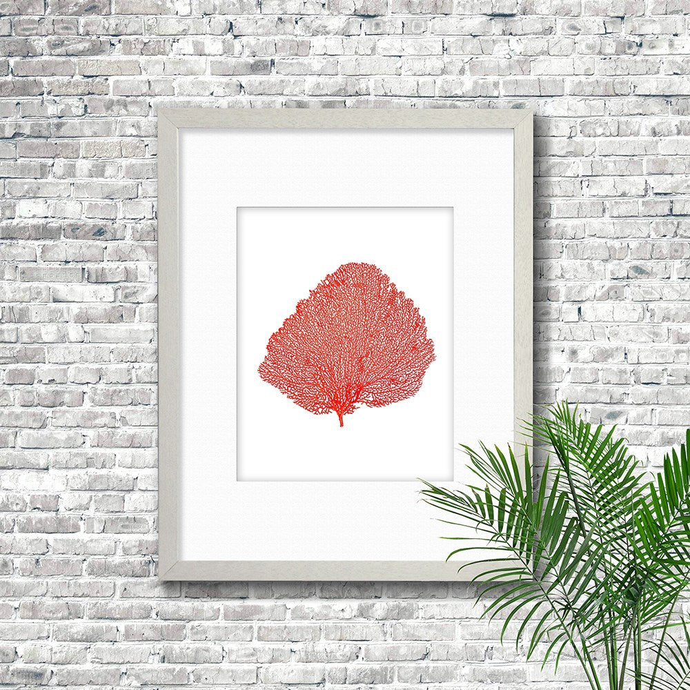 Frame white - white mat - red seafan on white