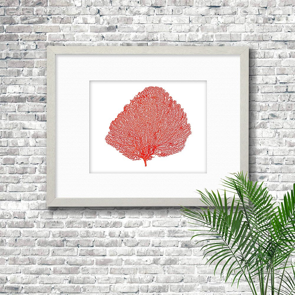 Frame white - white mat - red seafan on white