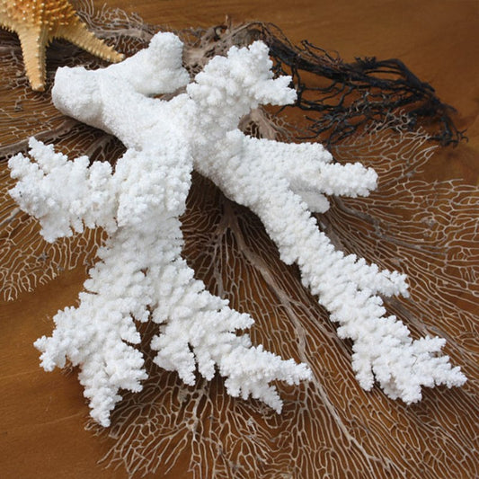 Coral - Acropora branching (35-40cm)