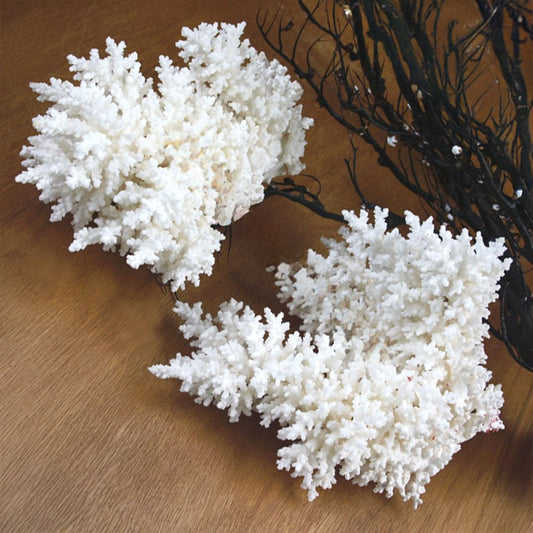 Coral - Acropora bottlebrush (20-25cm)