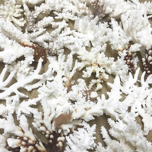 Coral - Mixed species including brownstem (kg)