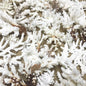 Coral - Mixed species including brownstem (kg)