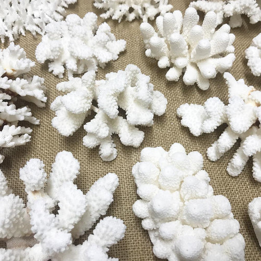 Coral - Mixed species assorted pieces (kg)