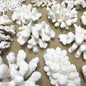 Coral - Mixed species assorted pieces (kg)