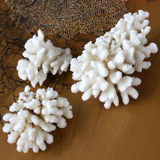 Coral - Pocillopora verucosa (10-15cm)