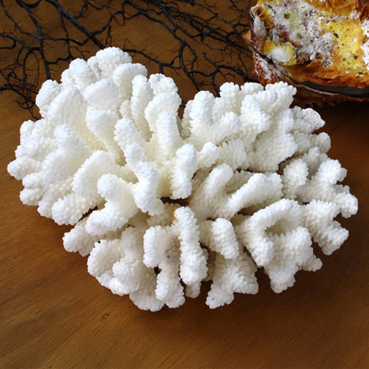 Coral - Pocillopora verucosa (25-30cm)