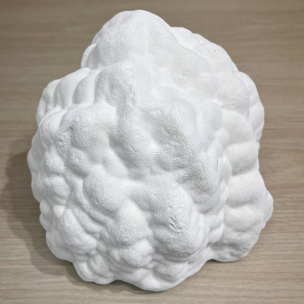 Coral - Signature range (20-25cm)