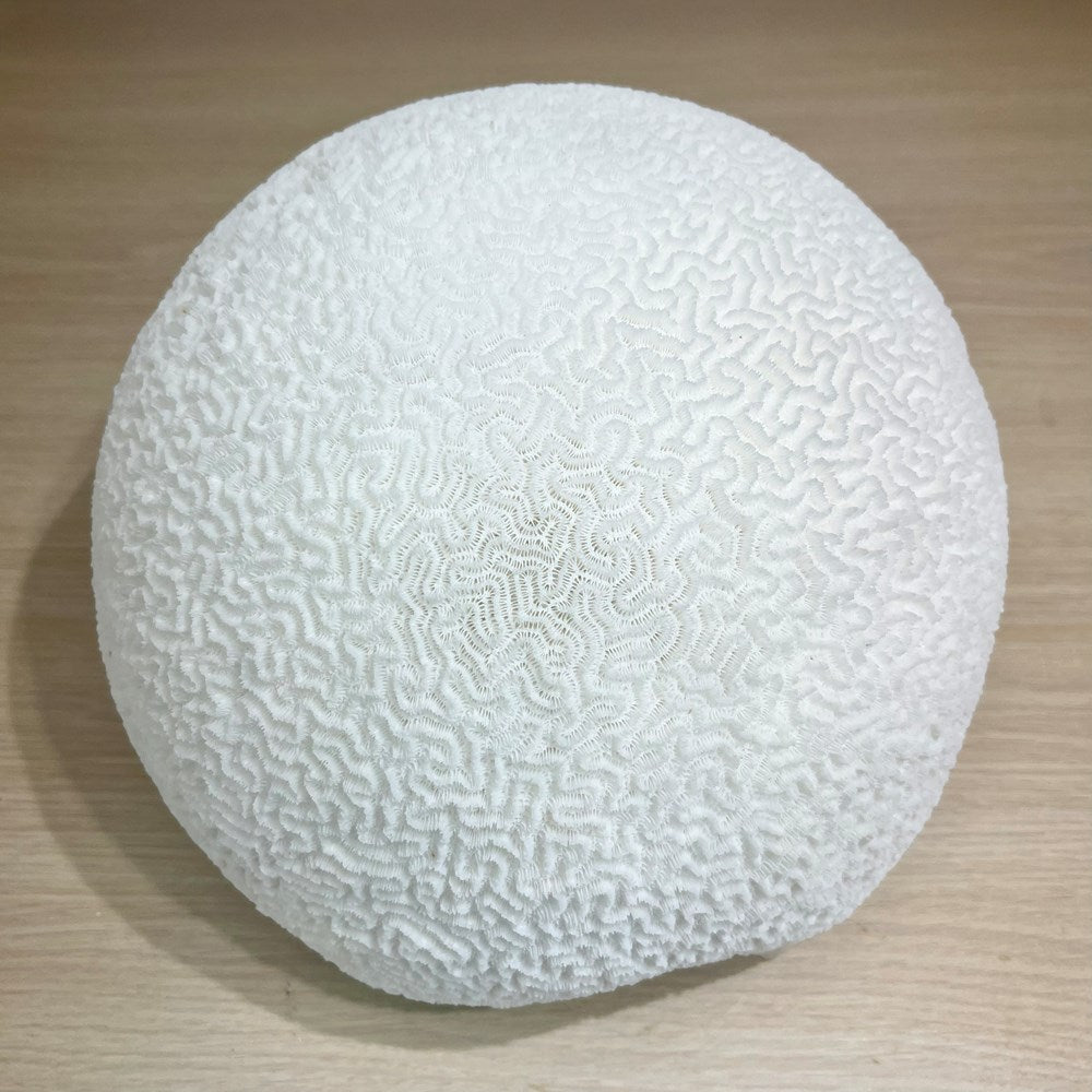 Coral - Signature range (25-30cm)