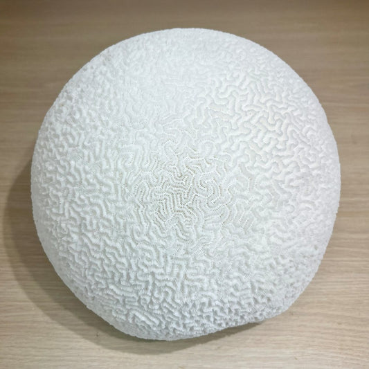 Coral - Signature range (25-30cm)