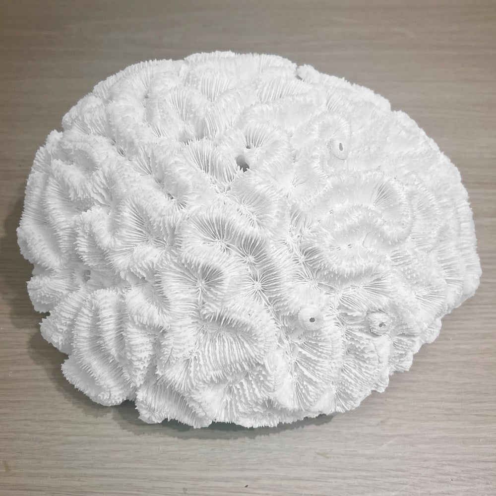 Coral - Signature range (25-30cm)