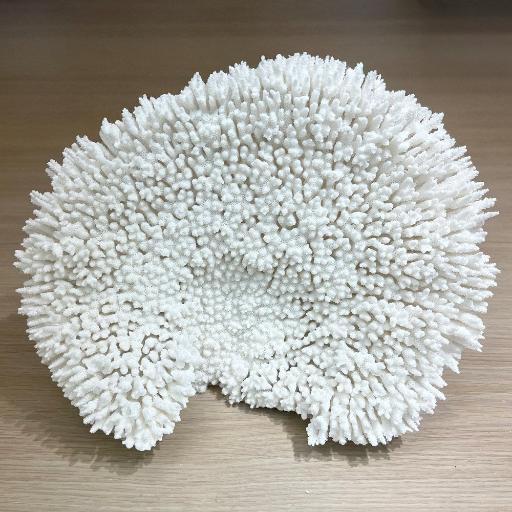Coral - Signature range (25-30cm)
