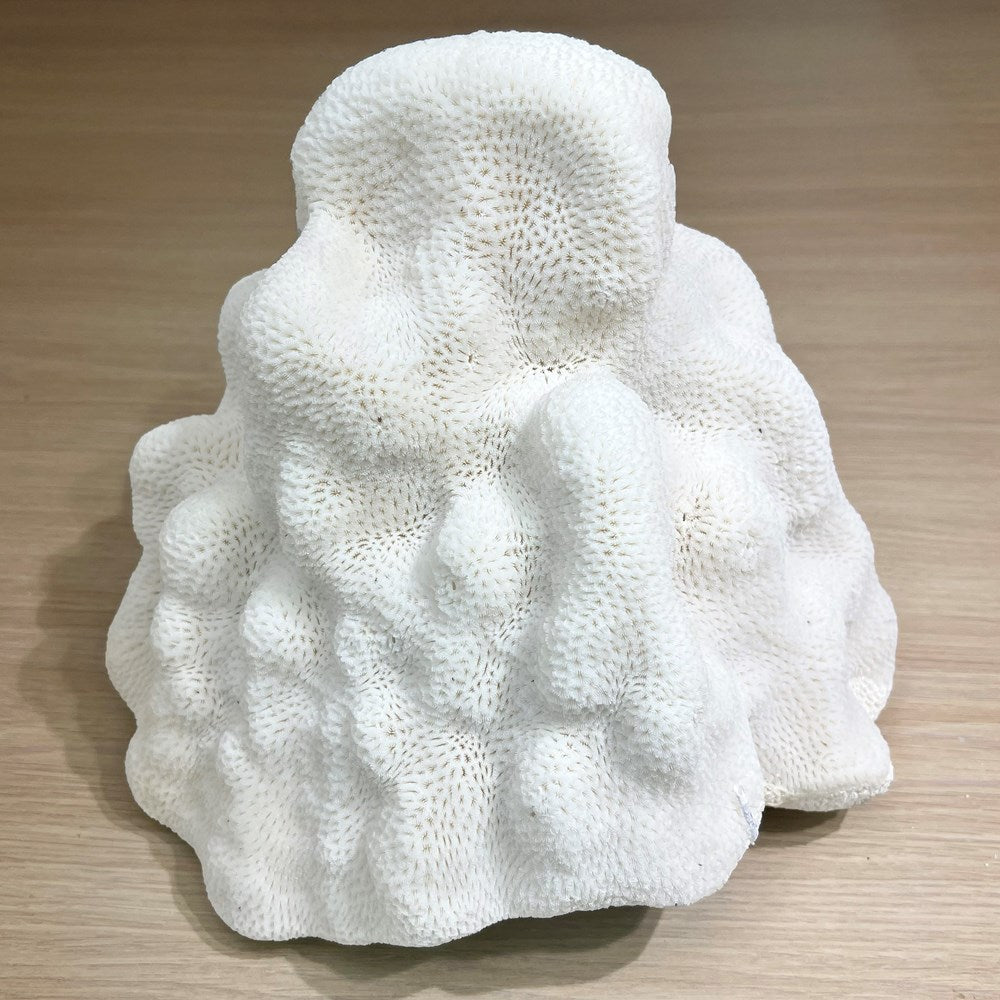 Coral - Signature range (25-30cm)
