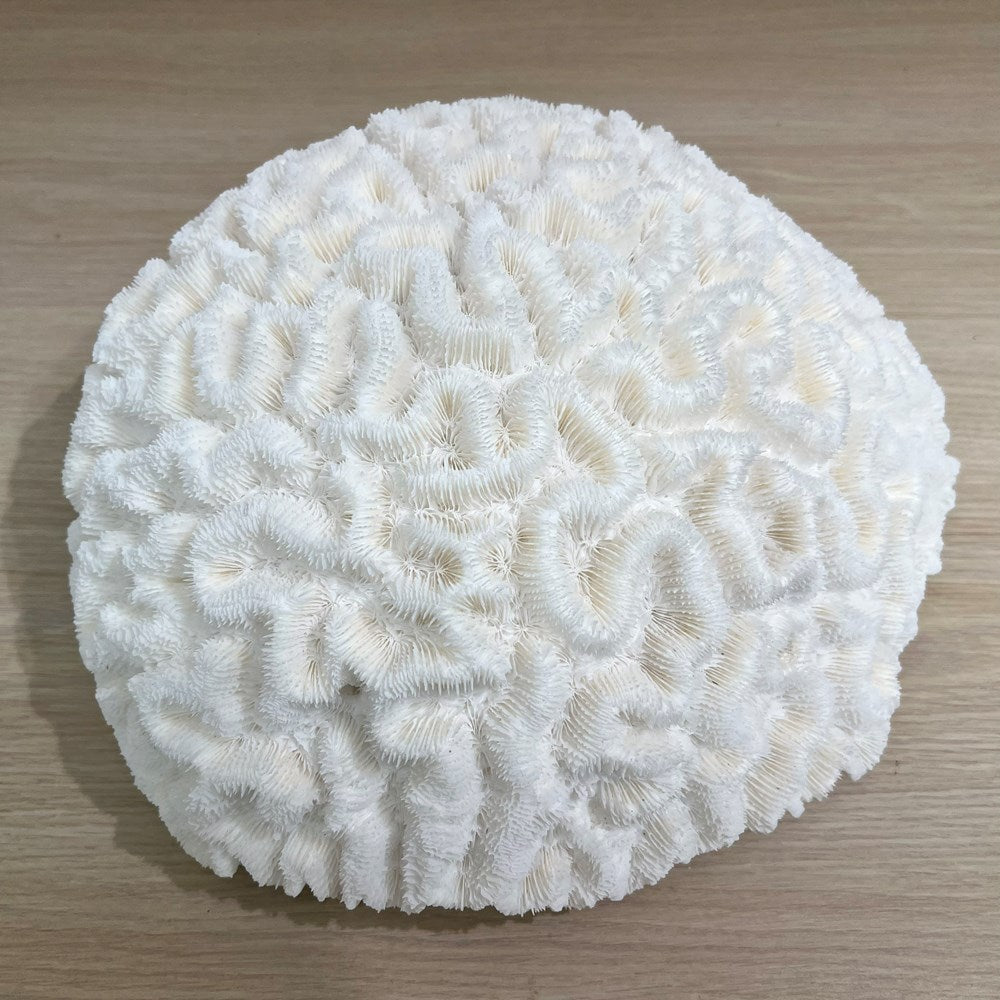 Coral - Signature range (30-35cm)