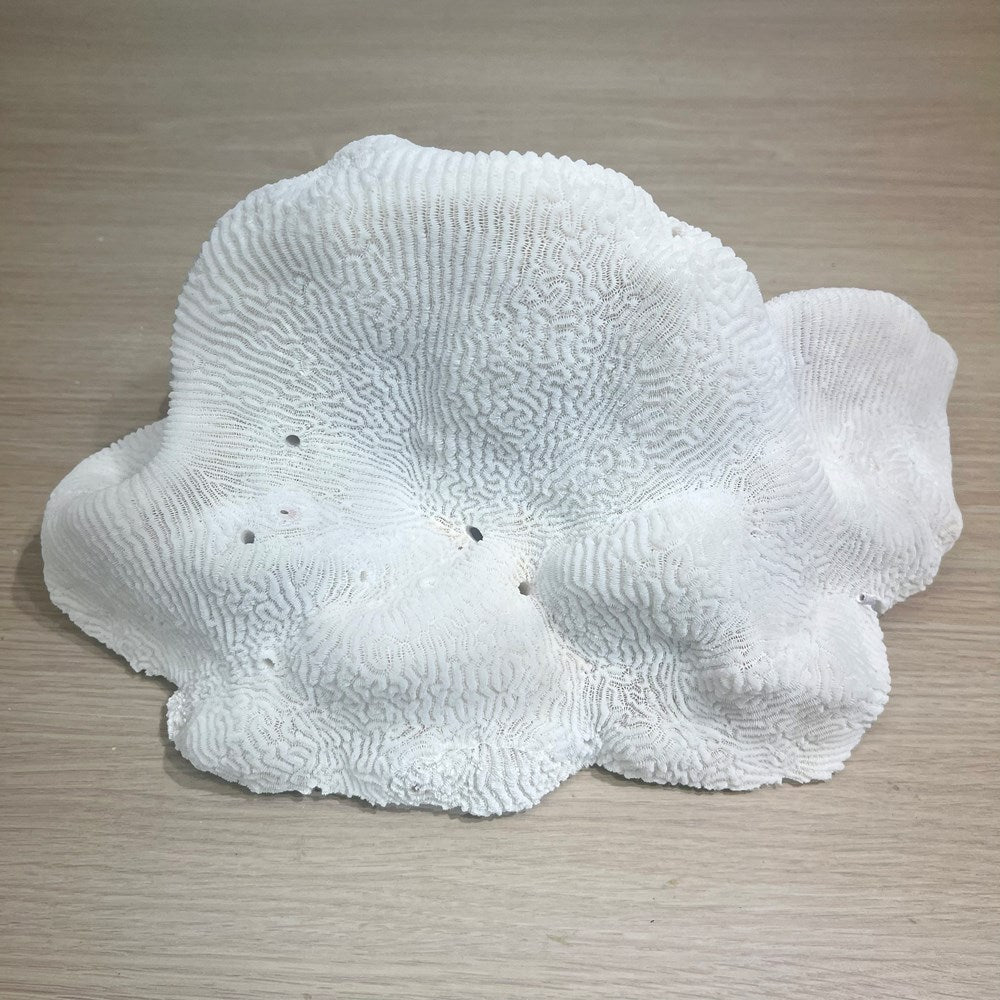 Coral - Signature range (30-35cm)
