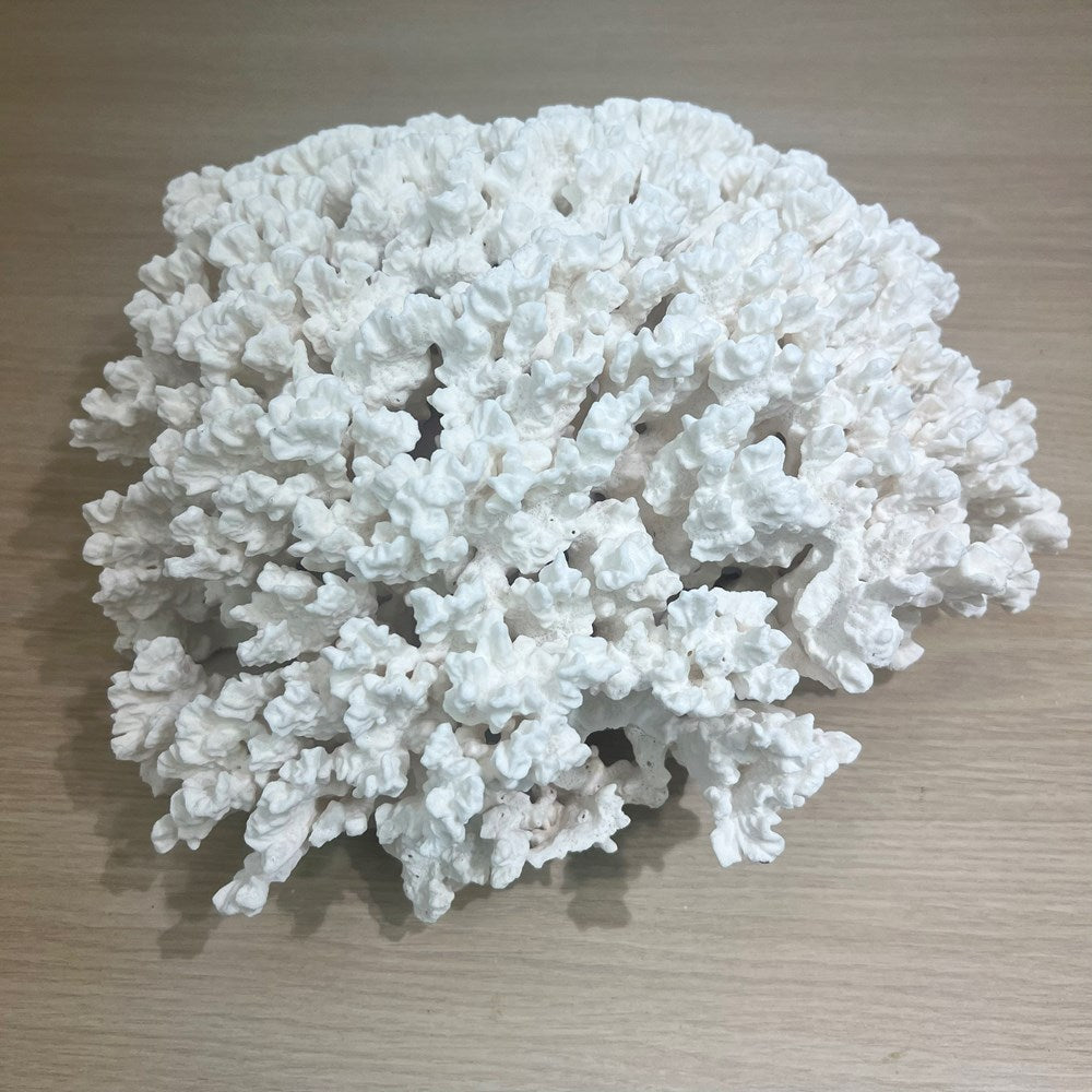 Coral - Signature range (30-35cm)