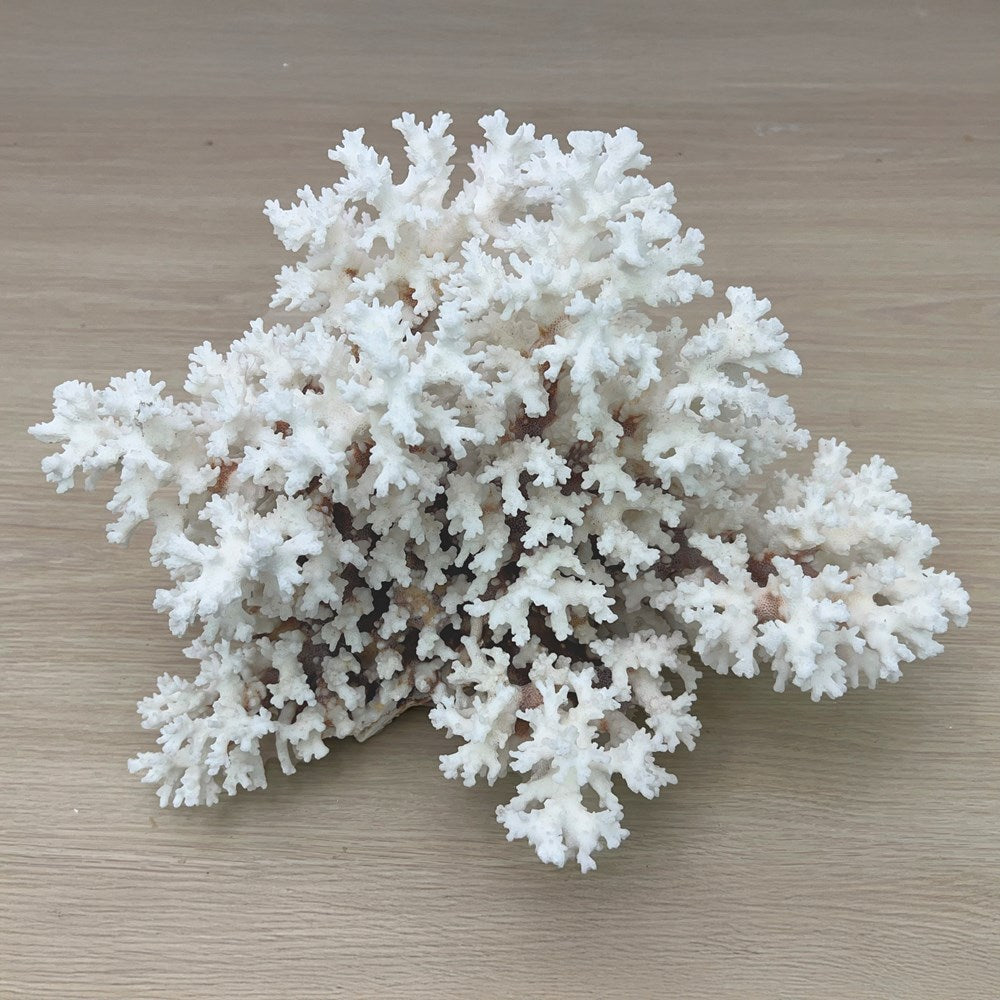Coral - Signature range (35-40cm)
