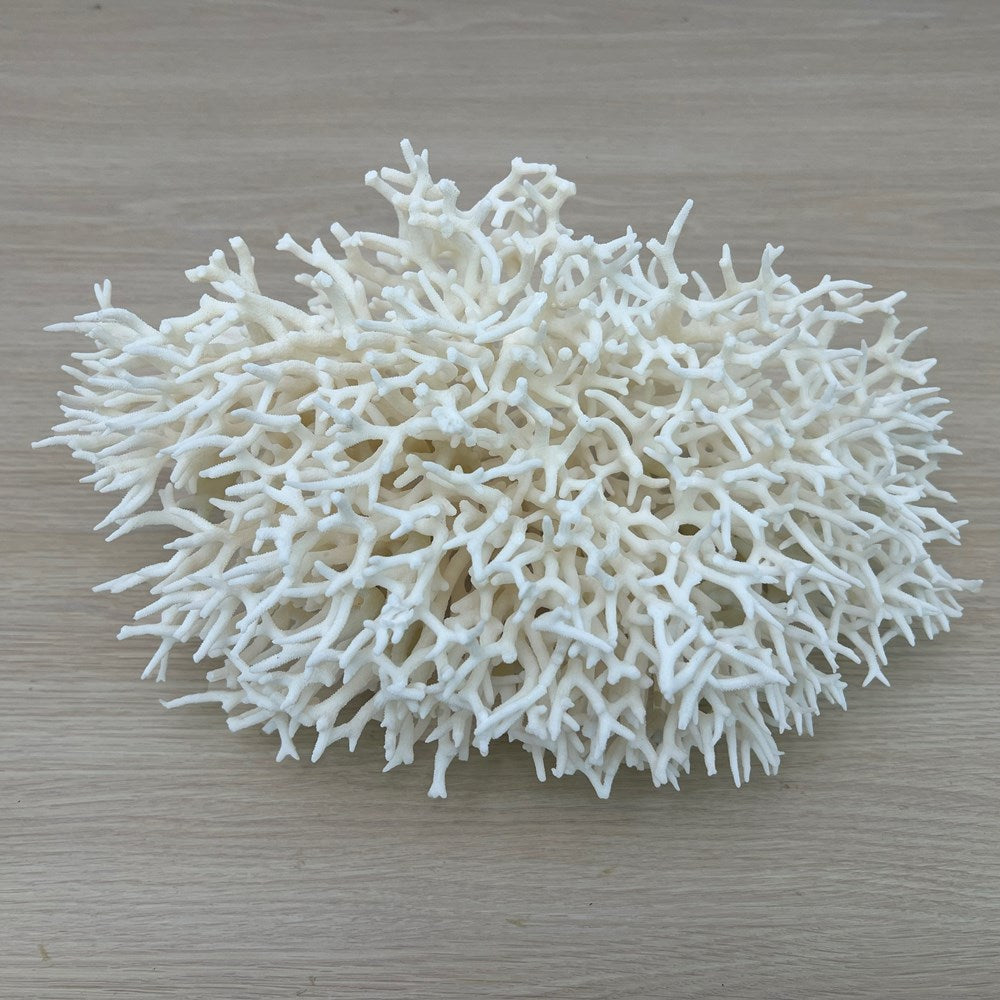 Coral - Signature range (35-40cm)