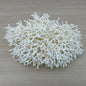 Coral - Signature range (35-40cm)