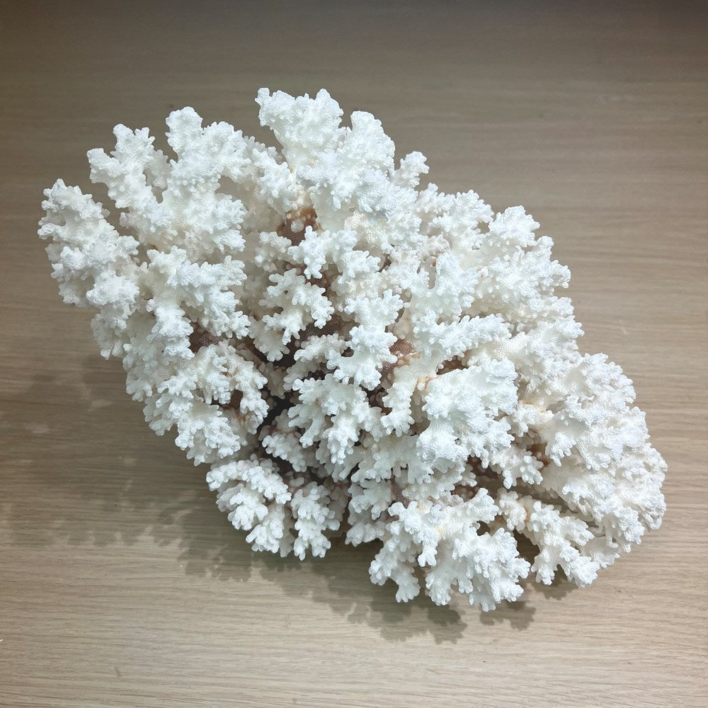 Coral - Signature range (35-40cm)
