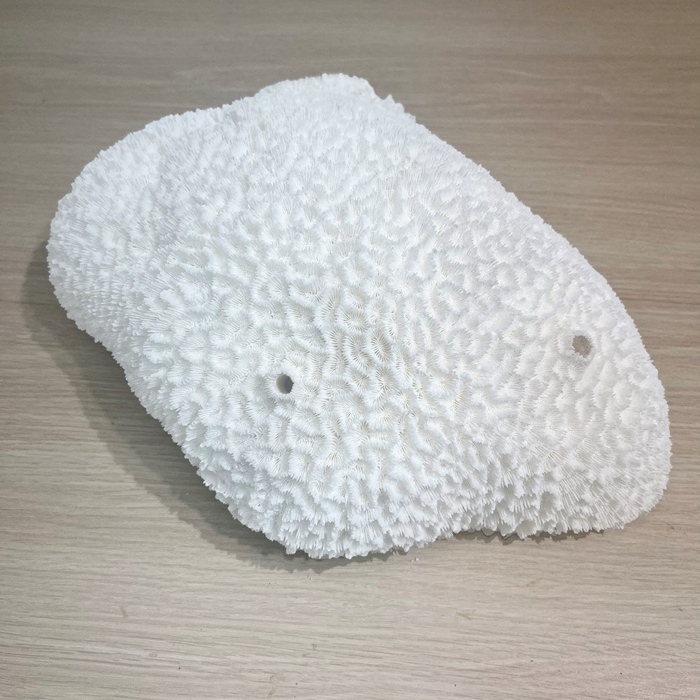 Coral - Signature range (35-40cm)