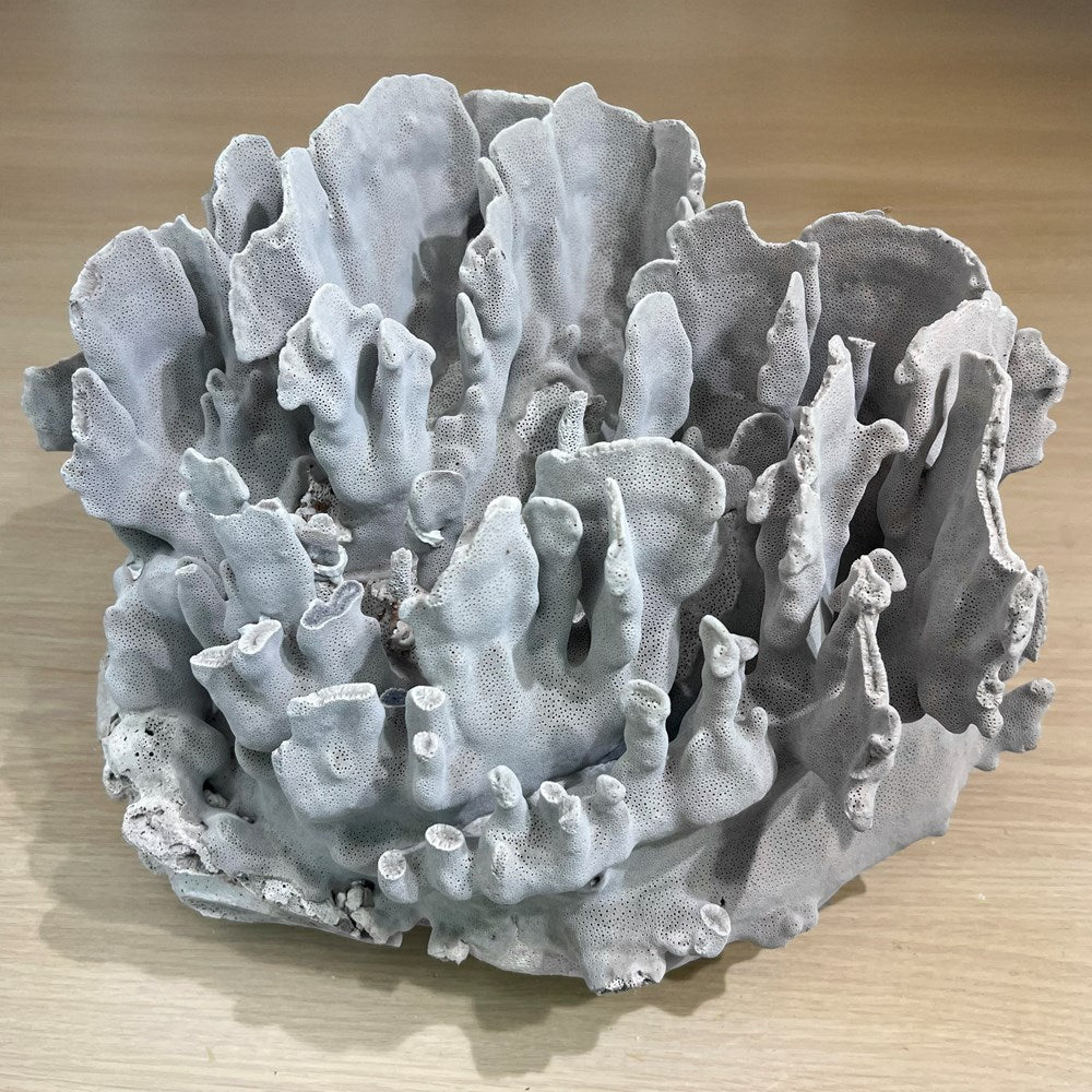 Coral - Signature range (35-40cm)