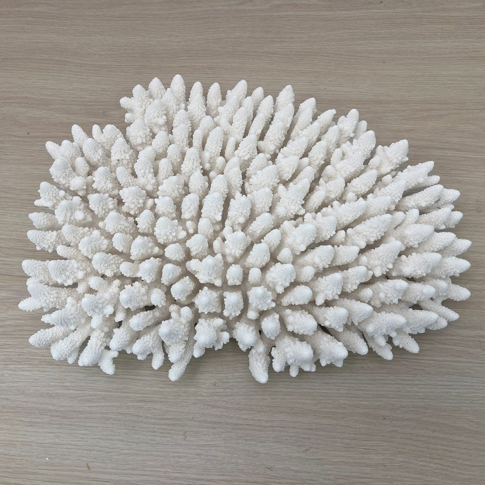 Coral - Signature range (40-45cm)