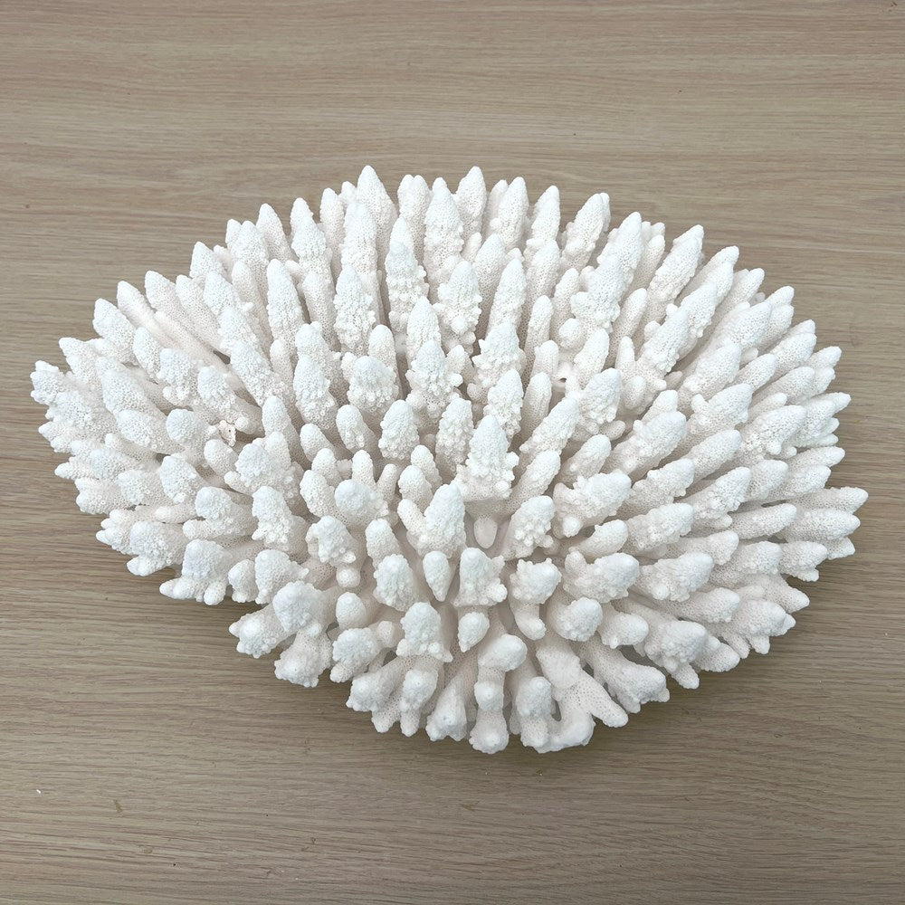 Coral - Signature range (40-45cm)