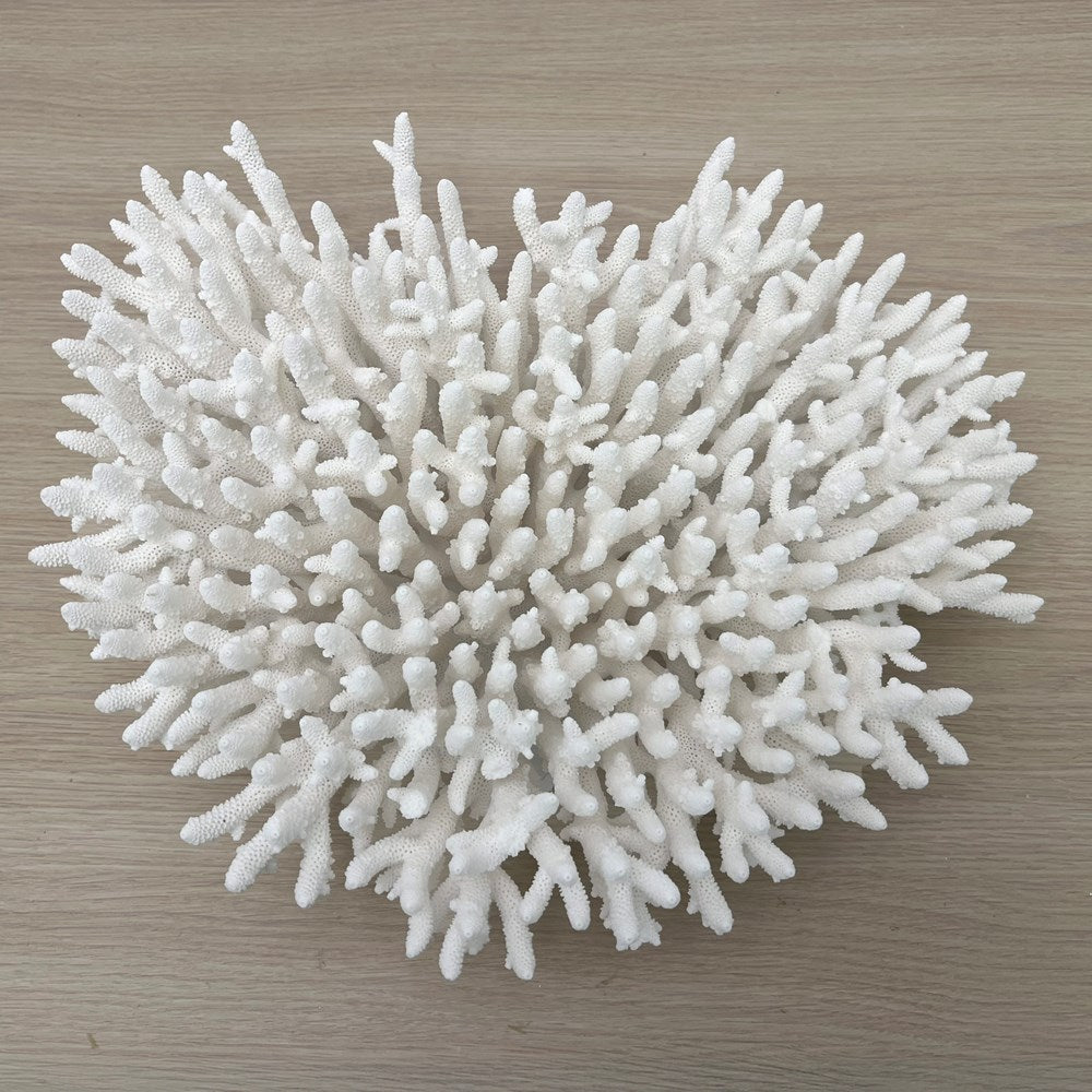 Coral - Signature range (40-45cm)