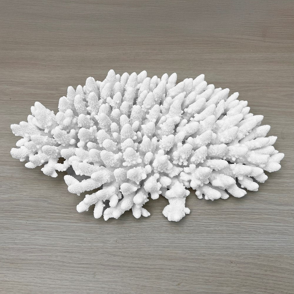 Coral - Signature range (45-50cm)