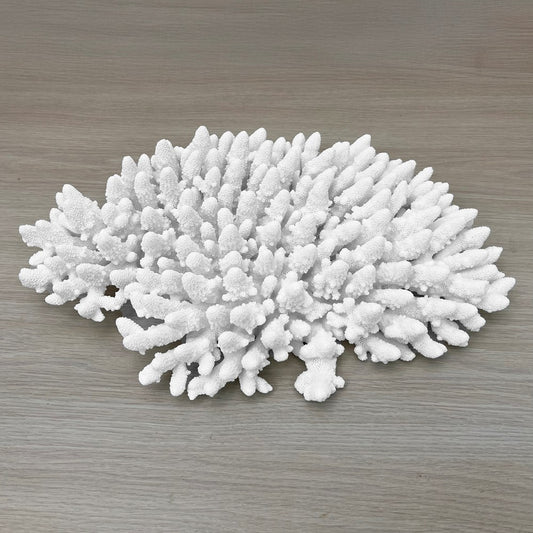 Coral - Signature range (45-50cm)